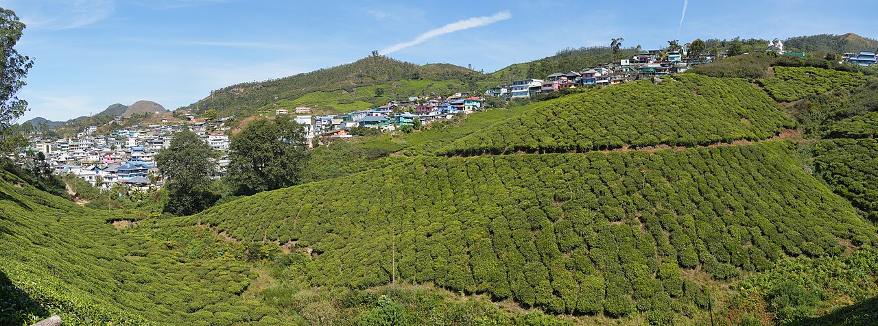 Munnar tea plantations in South India